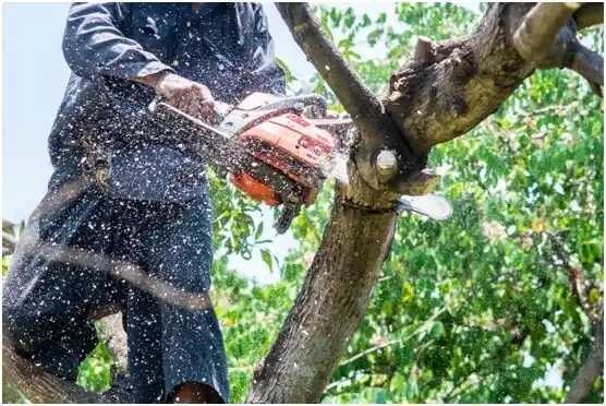 tree services Canyonville